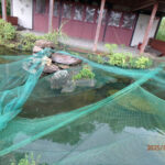 涅槃池の様子(鯉たちの様子)