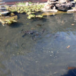 涅槃池の鯉の様子