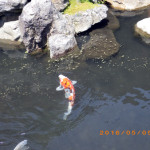 涅槃池の鯉たちの様子