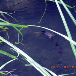 ホタル池の鯉たち