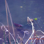 ホタル池の鯉たちの様子