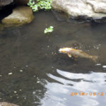 涅槃池の鯉の様子