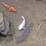 涅槃堂前池の鯉