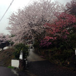 山門前の桜