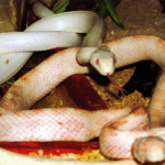 般若寺の白蛇